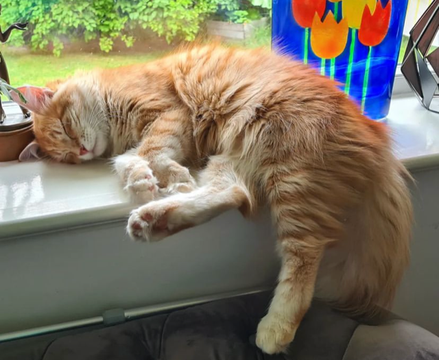 Sibirisk katt Ferrari